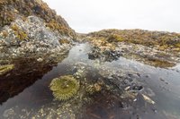 Groene zeeanemoon in een getijdenpoel